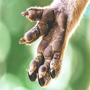 Humans and koalas are very distant relatives on the tree of life. Our last common ancestor lived more than 100 million years ago, long before fingerprints existed. That means koalas didn’t inherit their fingerprints from a shared ancestor with humans - they evolved them independently.