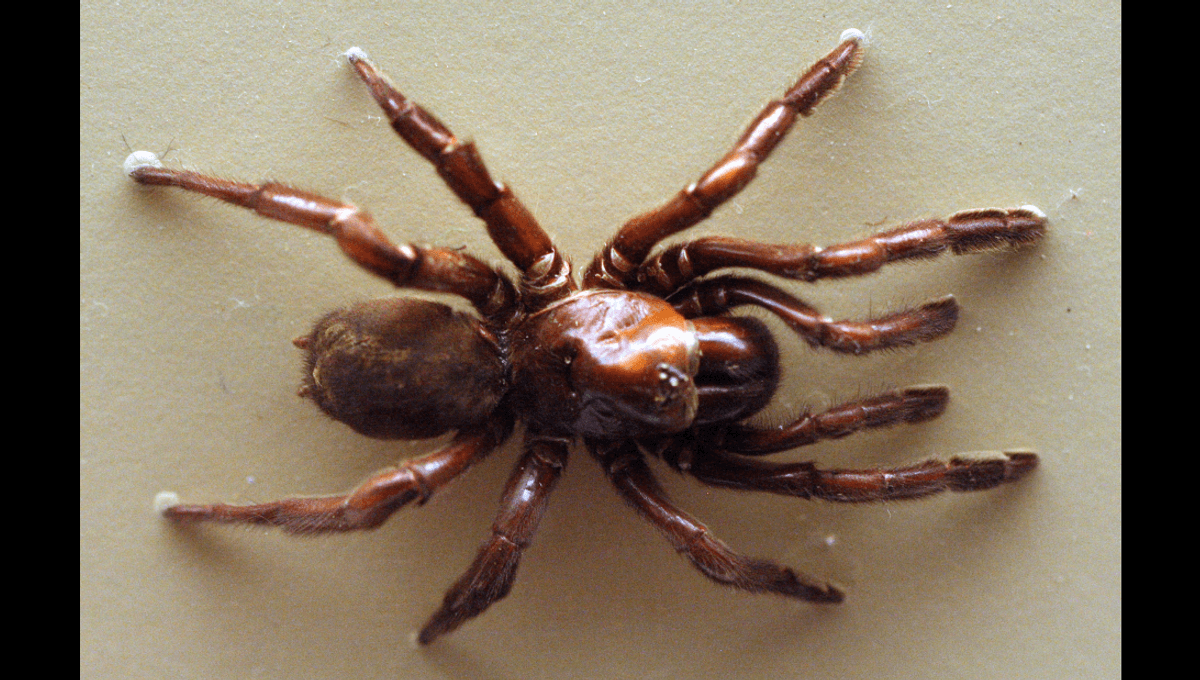 The World’s Longest-Lived Spider Died Aged 43, Leaving Behind “Lessons For Humanity And Sustainable Living”