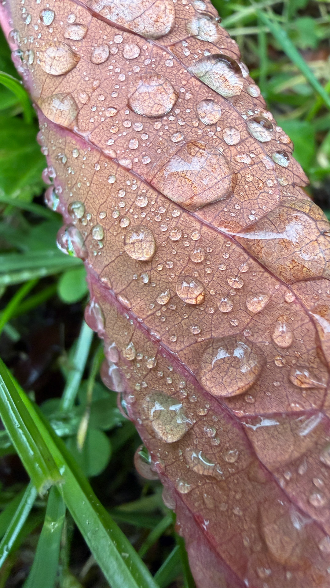 iPhone 17 Pro test shot