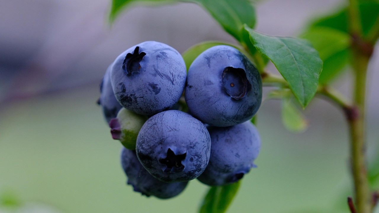 Peru’s Blueberry Industry: Managing Oversupply and Market Pressures