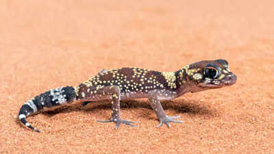 Meet Australia’s geckos: Tiny lizards that can see 350 times better at night; key traits, habitat, survival and more