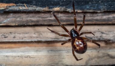 New Nightmare Fuel Unlocked: Watch The First Known Capture Of A Shrew By A False Widow Spider
