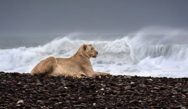 The maritime lions hunting seals on the beach
