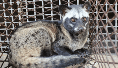 Palm civet in a wildlife farm in Dong Nai Province, Viet Nam. Image courtesy of Wildlife Conservation Society (WCS).