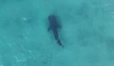 World’s largest fish spotted off Ashdod in stunning aerial video