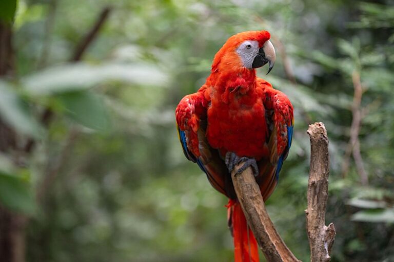 Tackling the global pet trade means supporting stronger laws, enforcement, and education campaigns worldwide to reduce demand for species like the scarlet macaw. Image courtesy of WCS.