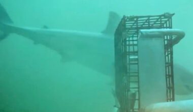 VIDEO: First time ‘elusive’ white shark filmed in Rhode Island waters