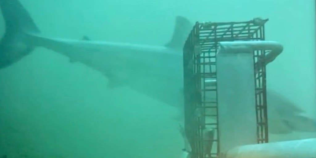 VIDEO: First time ‘elusive’ white shark filmed in Rhode Island waters