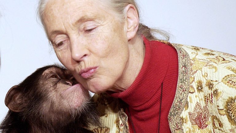 Goodall gets a kiss from chimpanzee Pola in 2004. Pic: AP