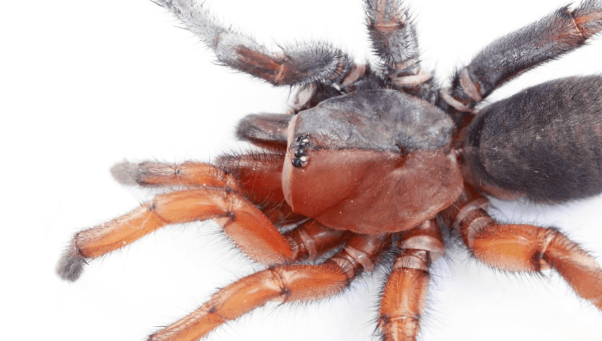 Scientists Discover Rare Half-Male, Half-Female Bilateral Gynandromorph Of A New Spider Species
