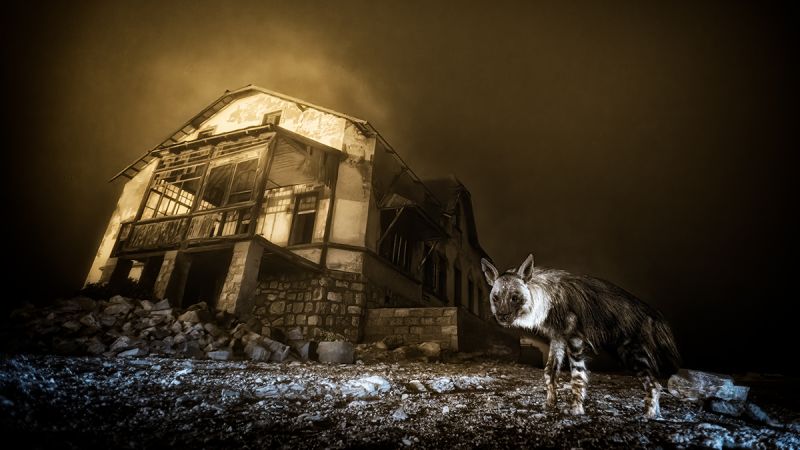 Wildlife Photographer of the Year: Ghostly shot of hyena wins top award