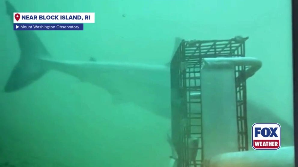 Scientists announced on Tuesday that they filmed for the first time ever a white shark swimming off the coast of Rhode Island.