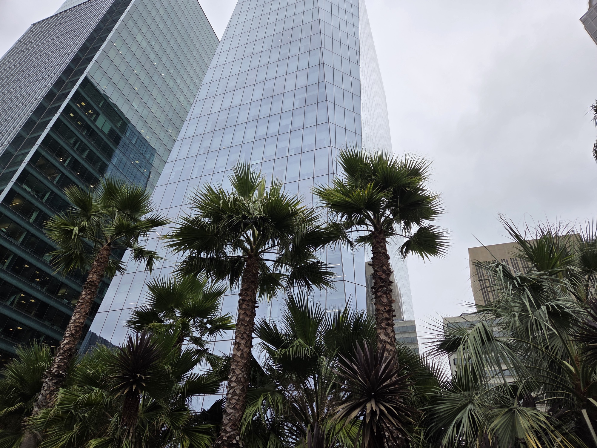 Palm Trees at salesforce park shot by s25 plus