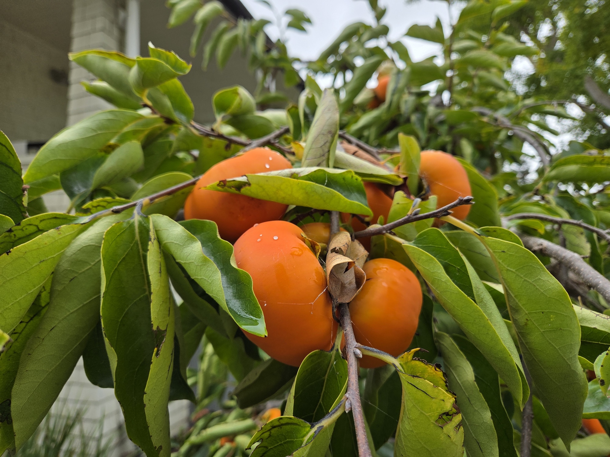 Persimmons shot by Galaxy S25 Plus
