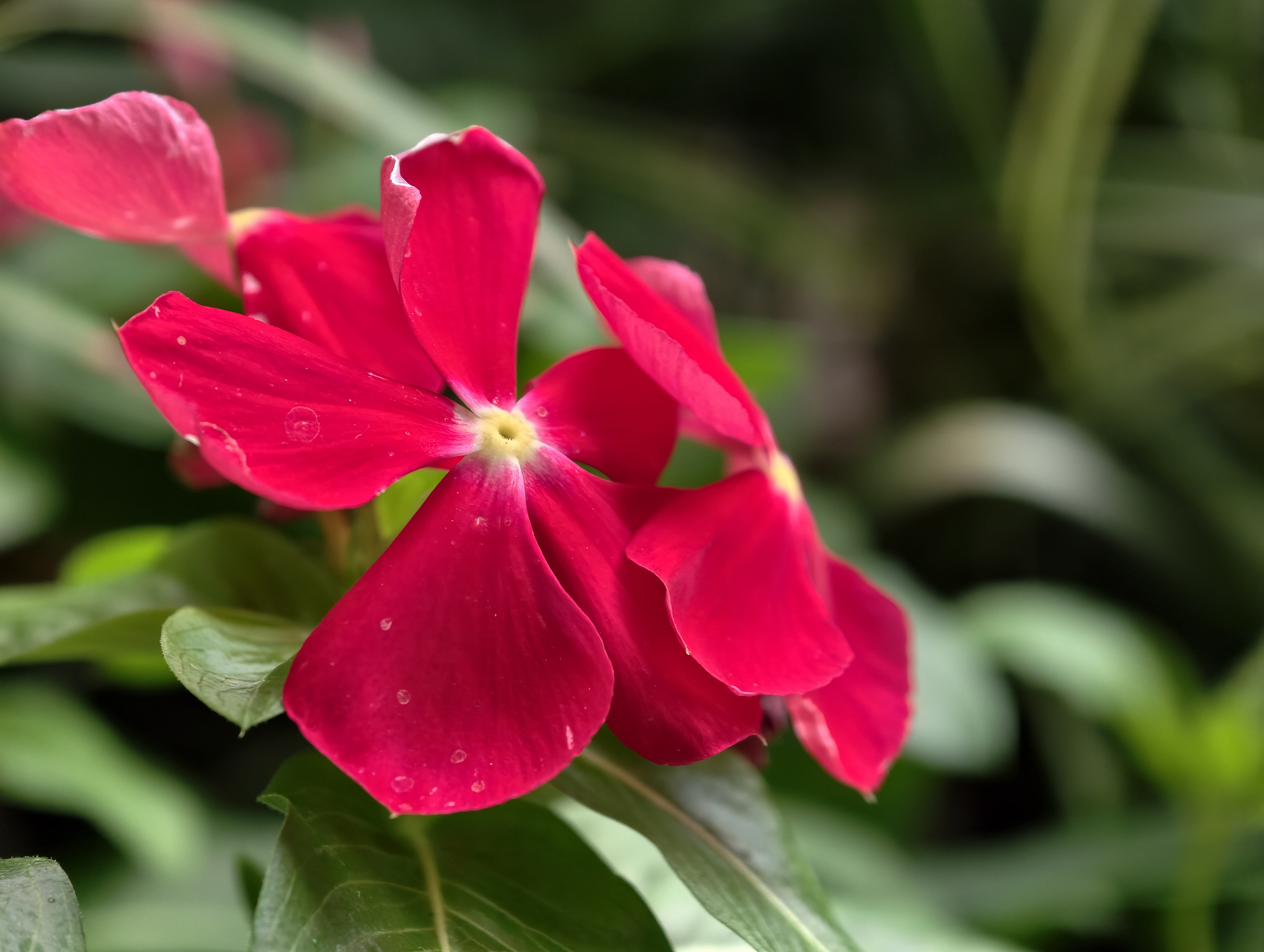 Vivo X300 Pro camera samples