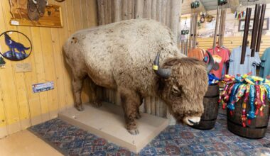 Mystery of Colorado bison missing for decades finally solved - The Independent