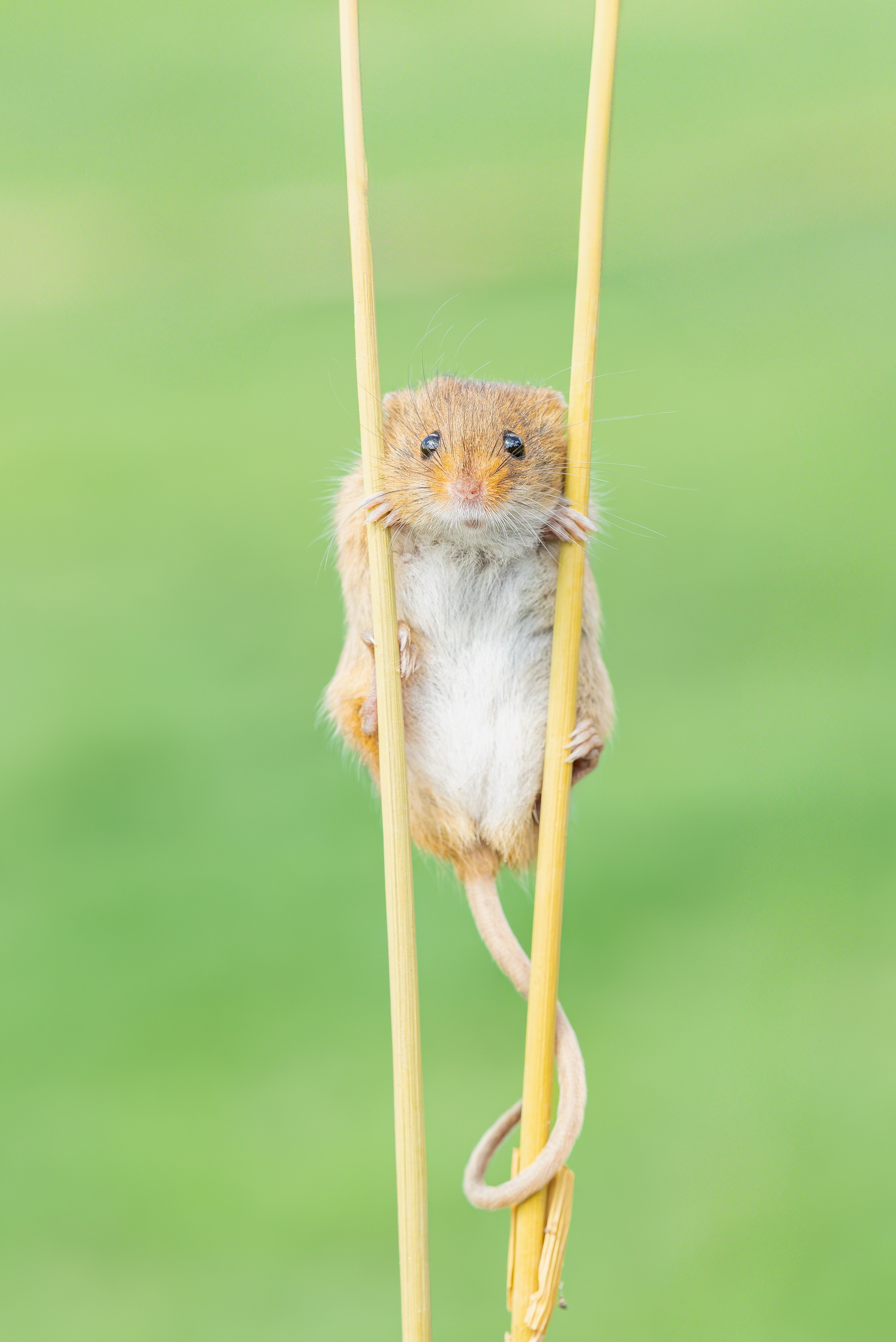 A harvest mouse clings to two vertical stems.