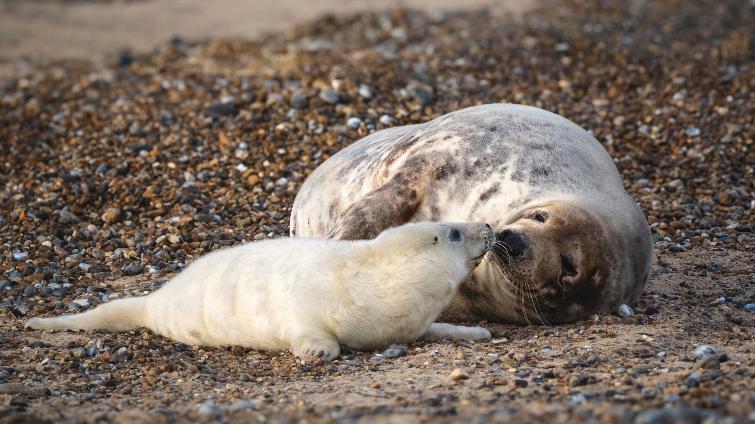 Seals at Blakeney Point