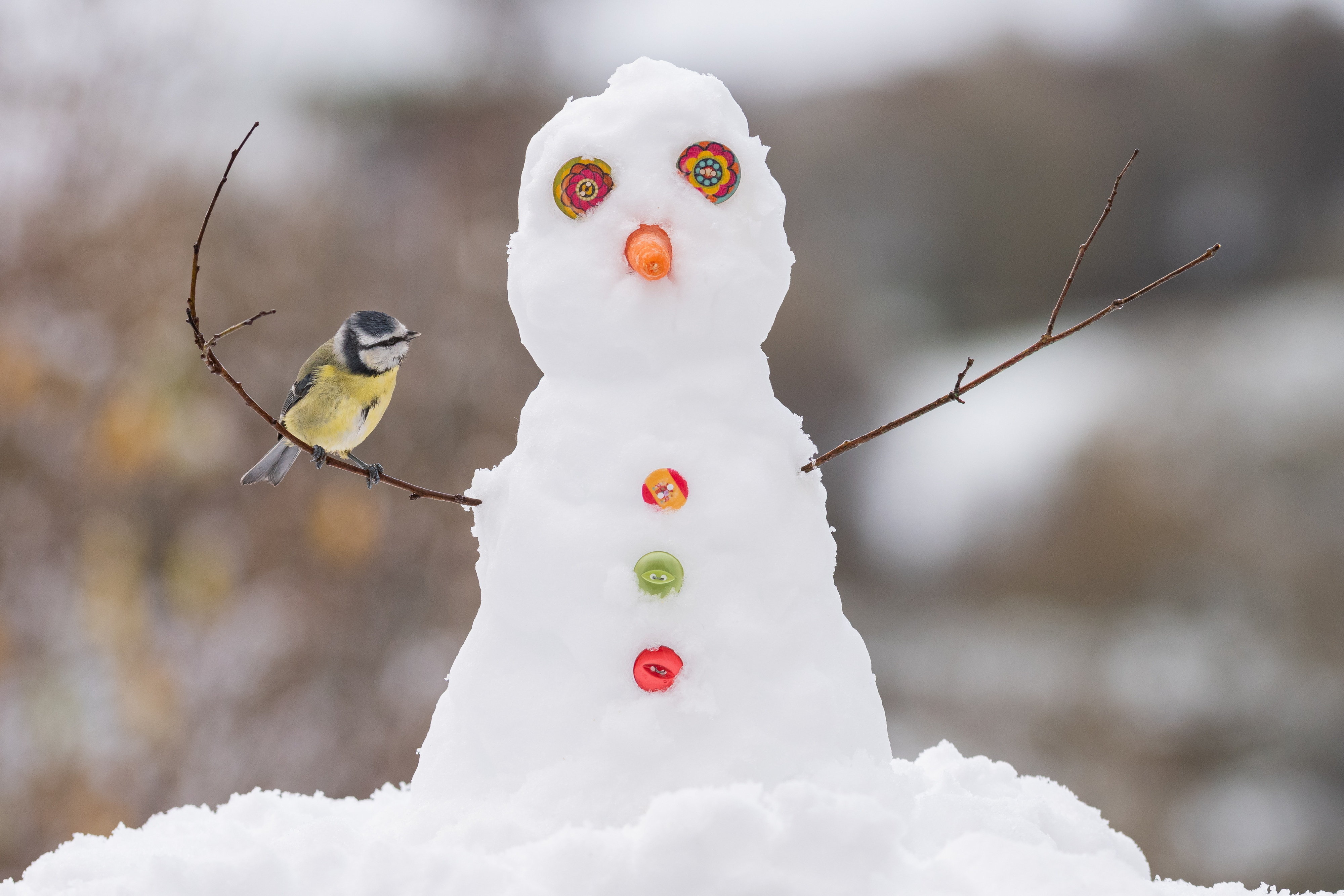 Charming pictures show wild birds making most of Welsh snow