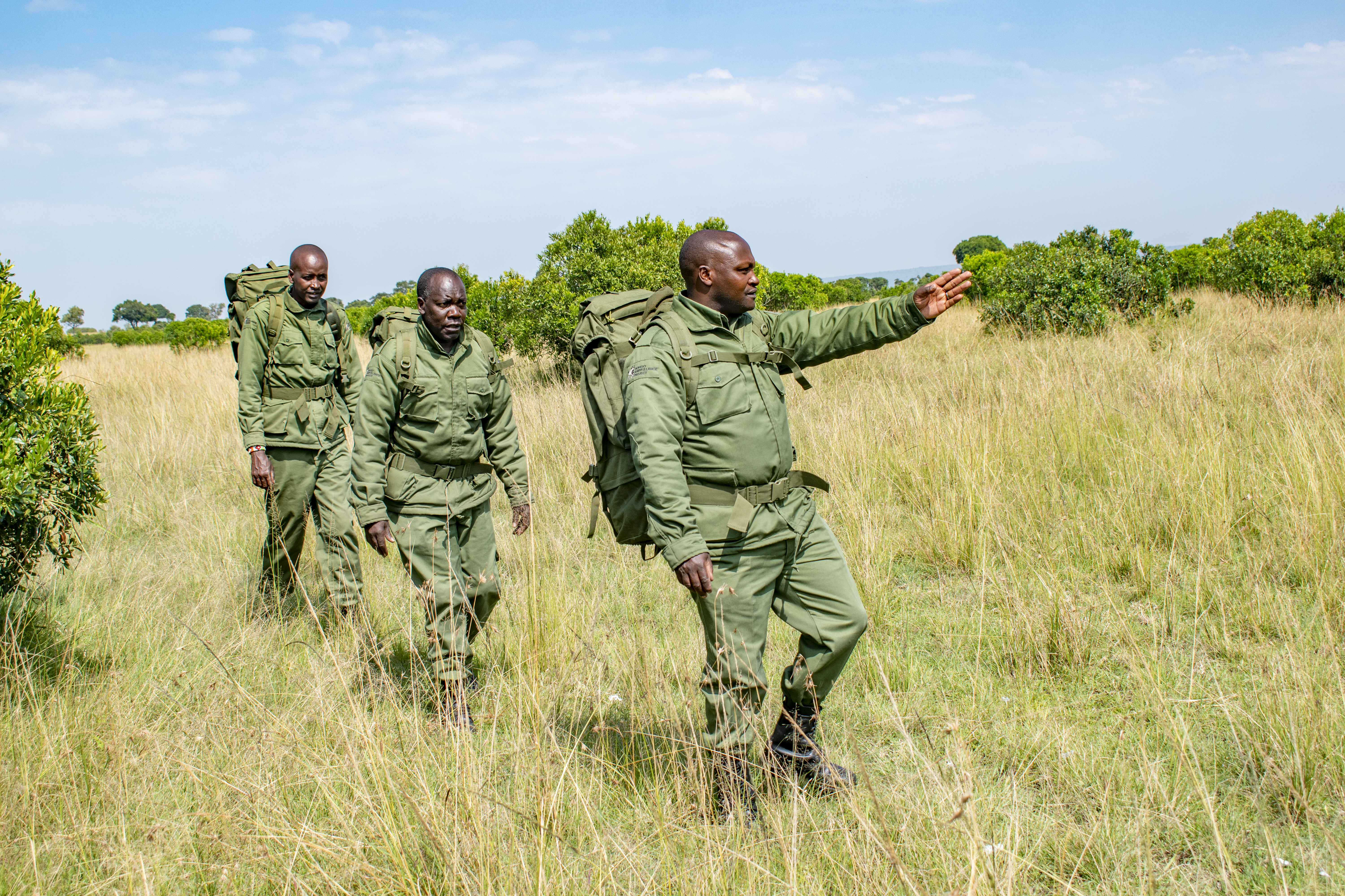 Three rangers, including Laban Mwangi, walking through tall grass with Mwangi pointing ahead.