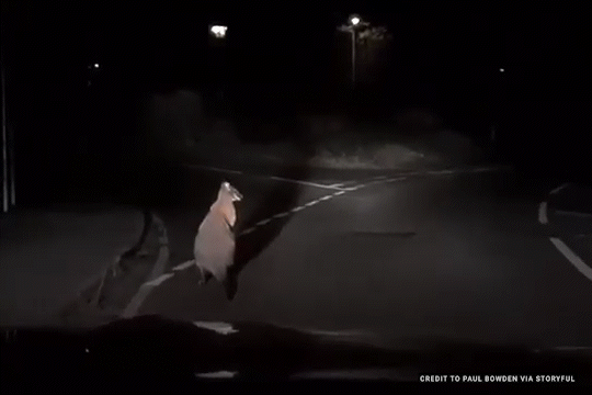 A wallaby hops across a dark road at night, illuminated by headlights.
