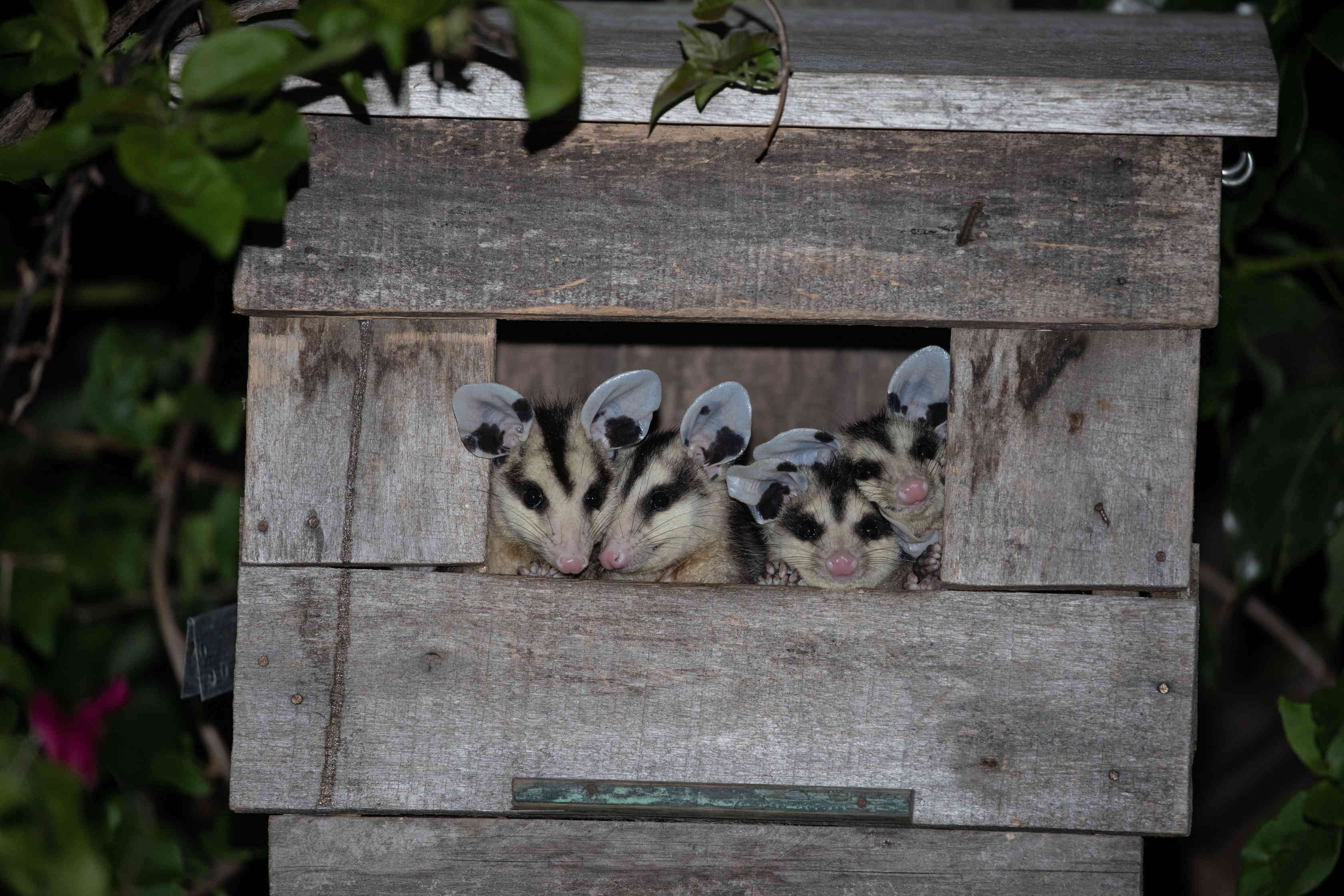 Four opossums peering out of a wooden bird box at dusk.