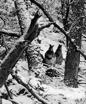 Two wallabies in a snow-covered forest.