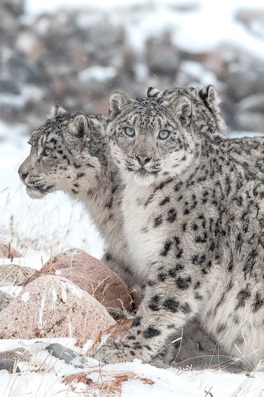 Three snow leopards huddle together in a snowy, rocky landscape, one looking forward and two looking left.