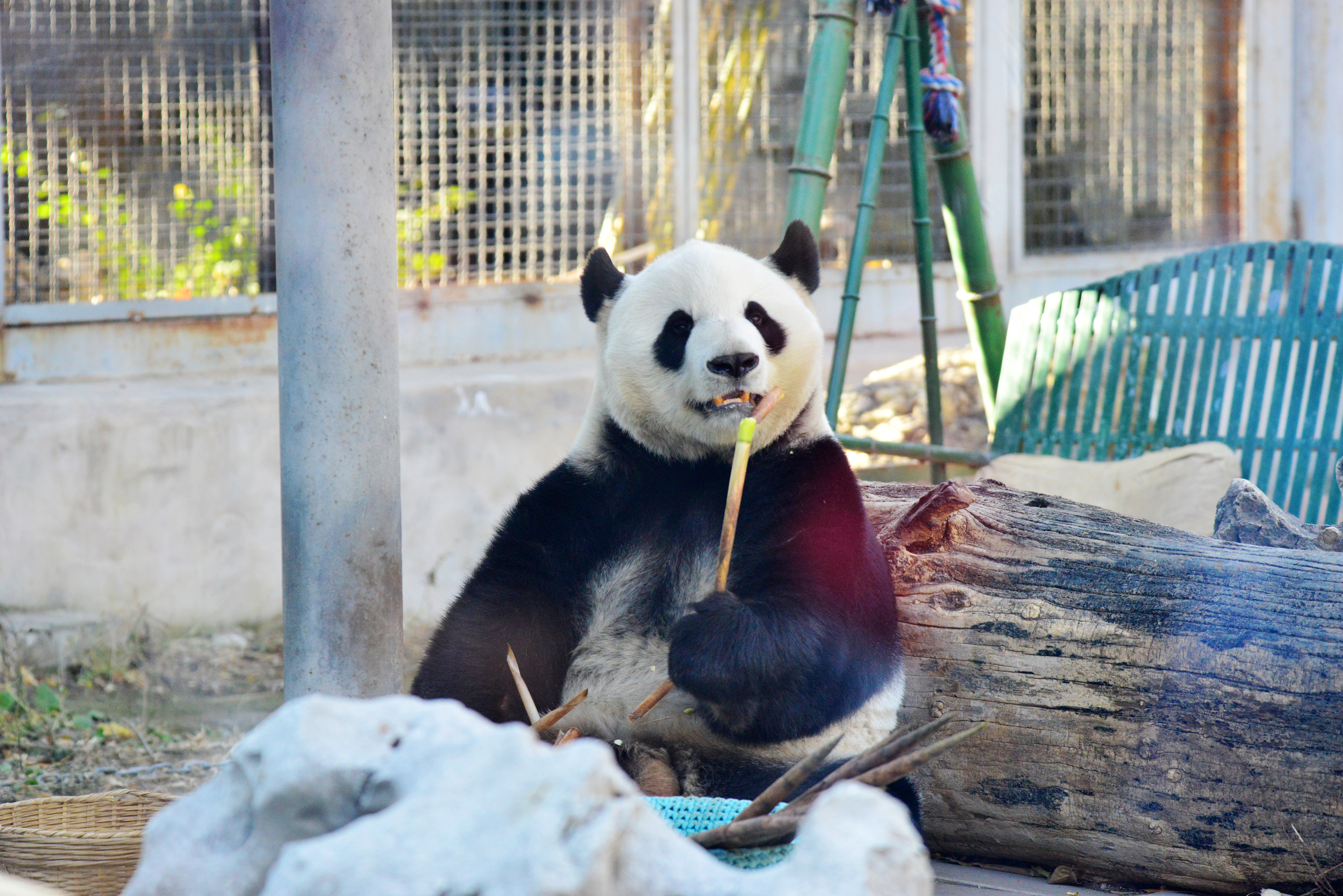 Giant panda Menglan
