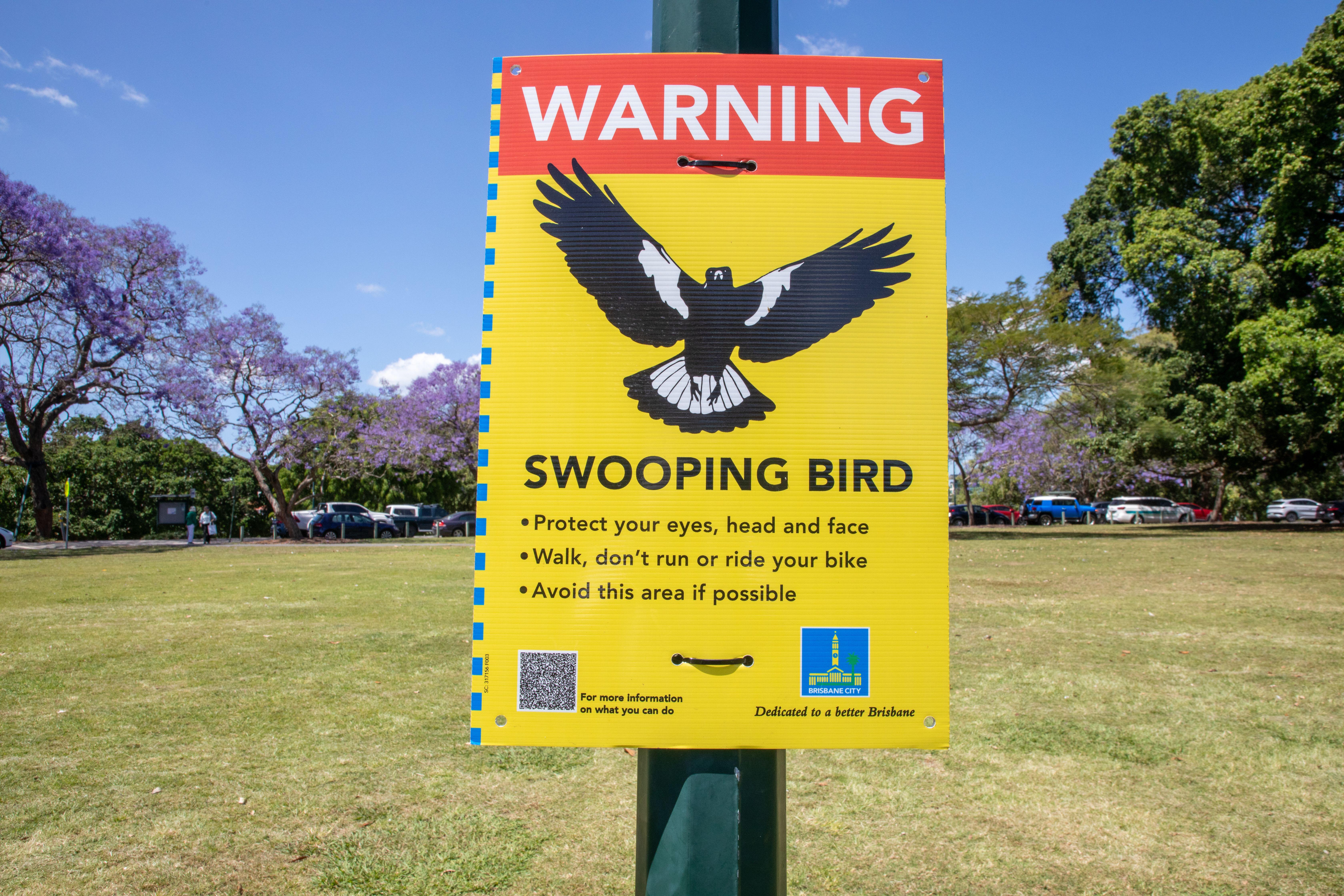Warning sign for swooping birds in New Farm Park, Brisbane.