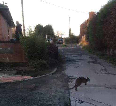 Wallaby hopping across a paved street in a residential area.