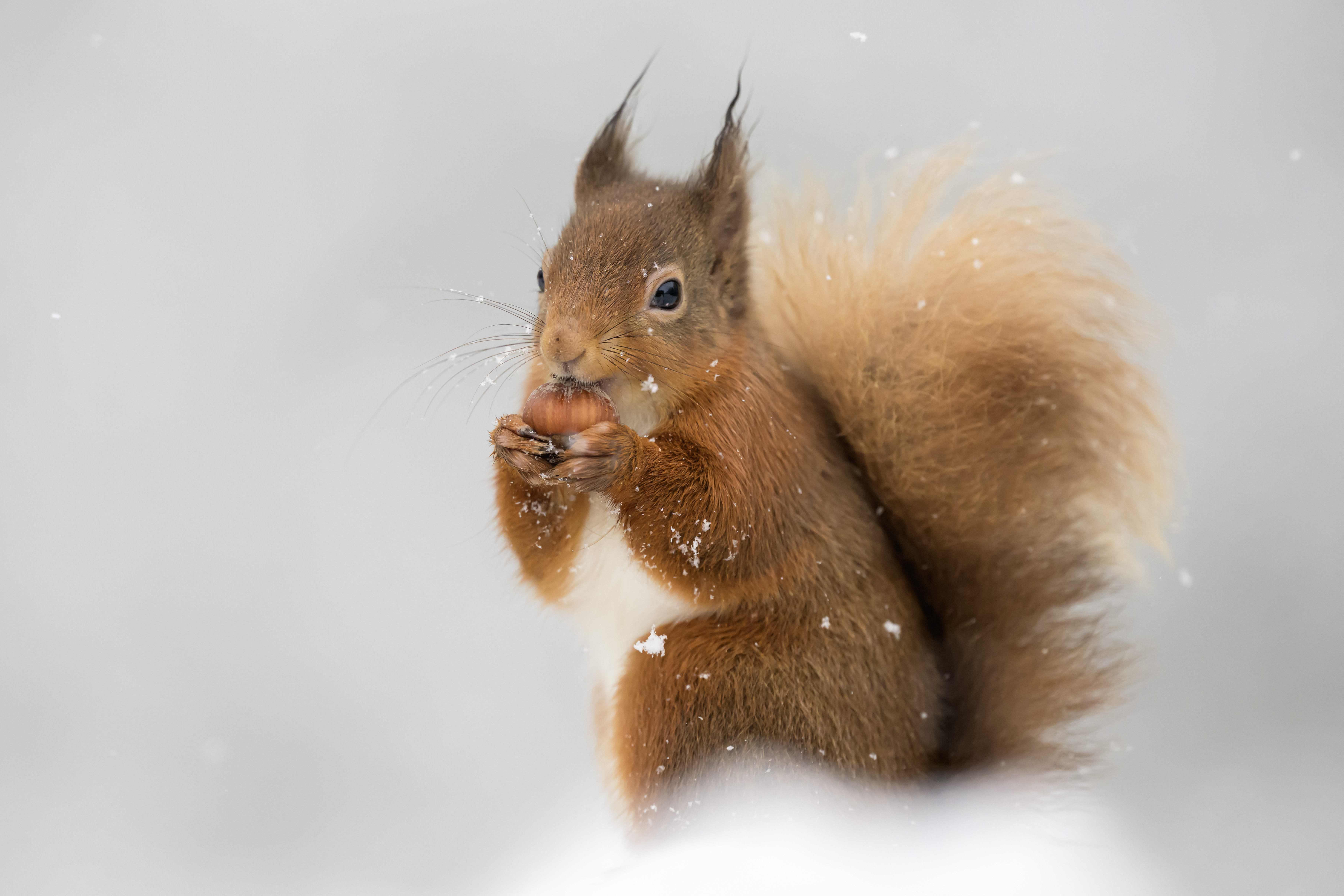 Snow-day scamps: backyard squirrels caught squabbling for snacks