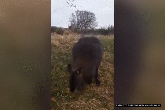 A joey in a wallaby's pouch bounces in a field.