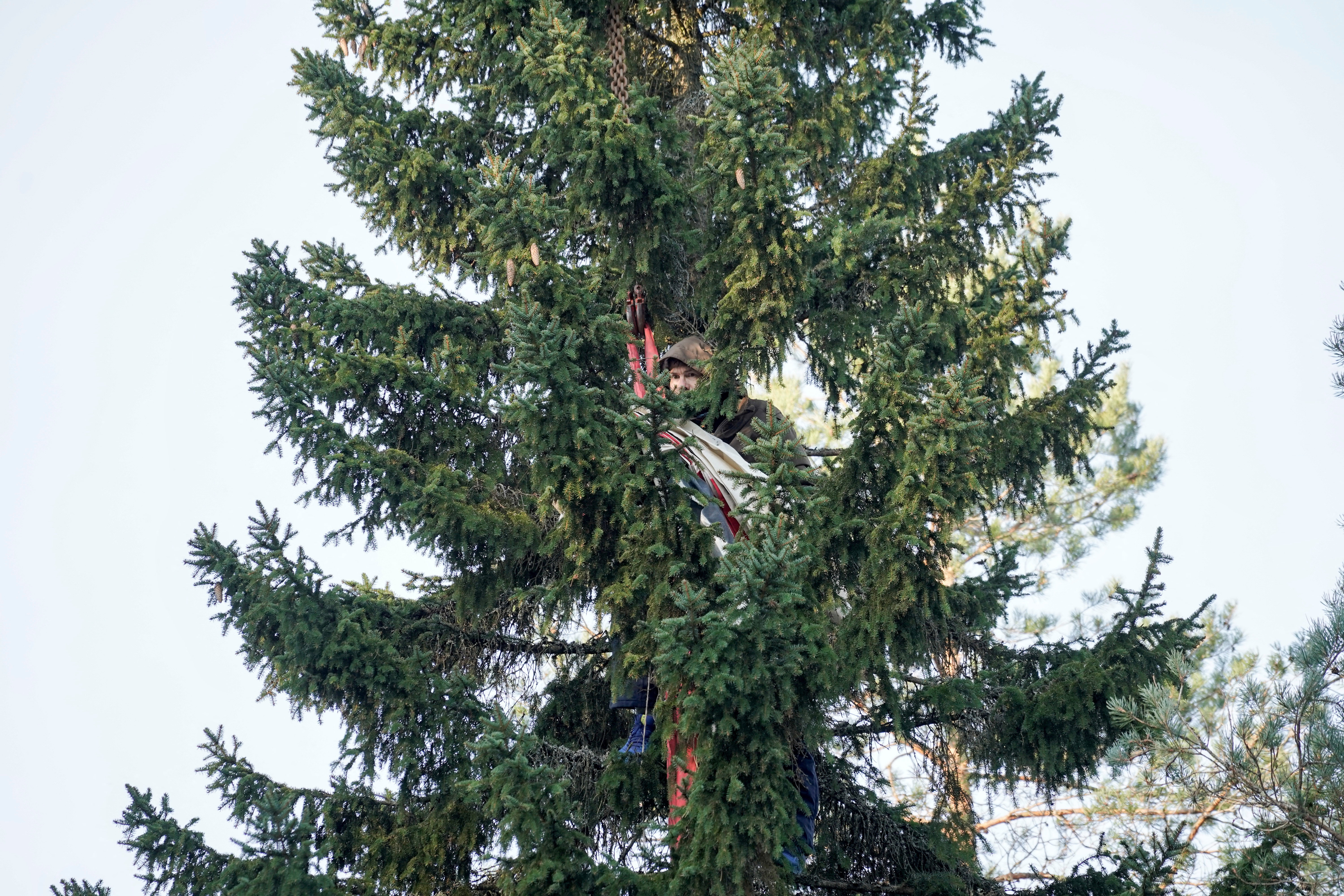 An environmental protester sits in a pine tree that is meant to be cut down as a Christmas tree for London in Oslo, Norway.