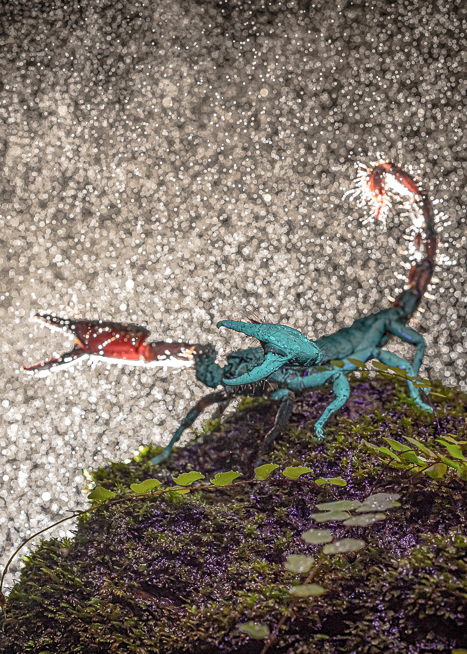 A turquoise scorpion glowing under UV light, perched on moss, with sparkling raindrops in the background.