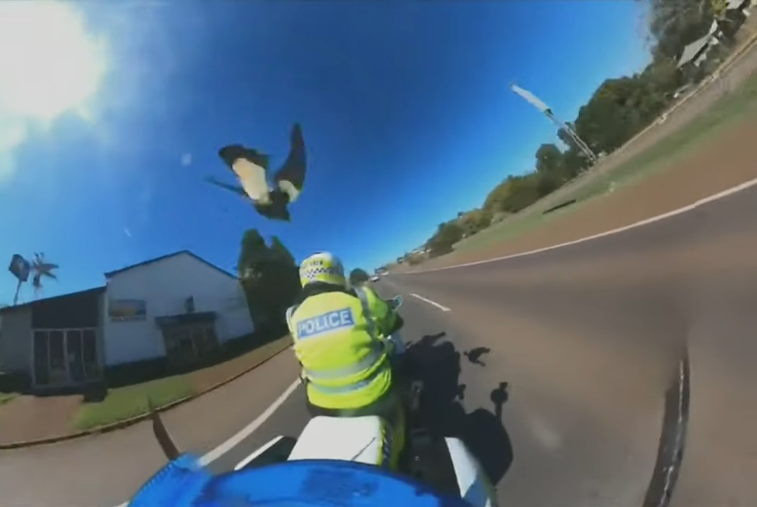 A magpie swooping a police officer on a motorcycle.