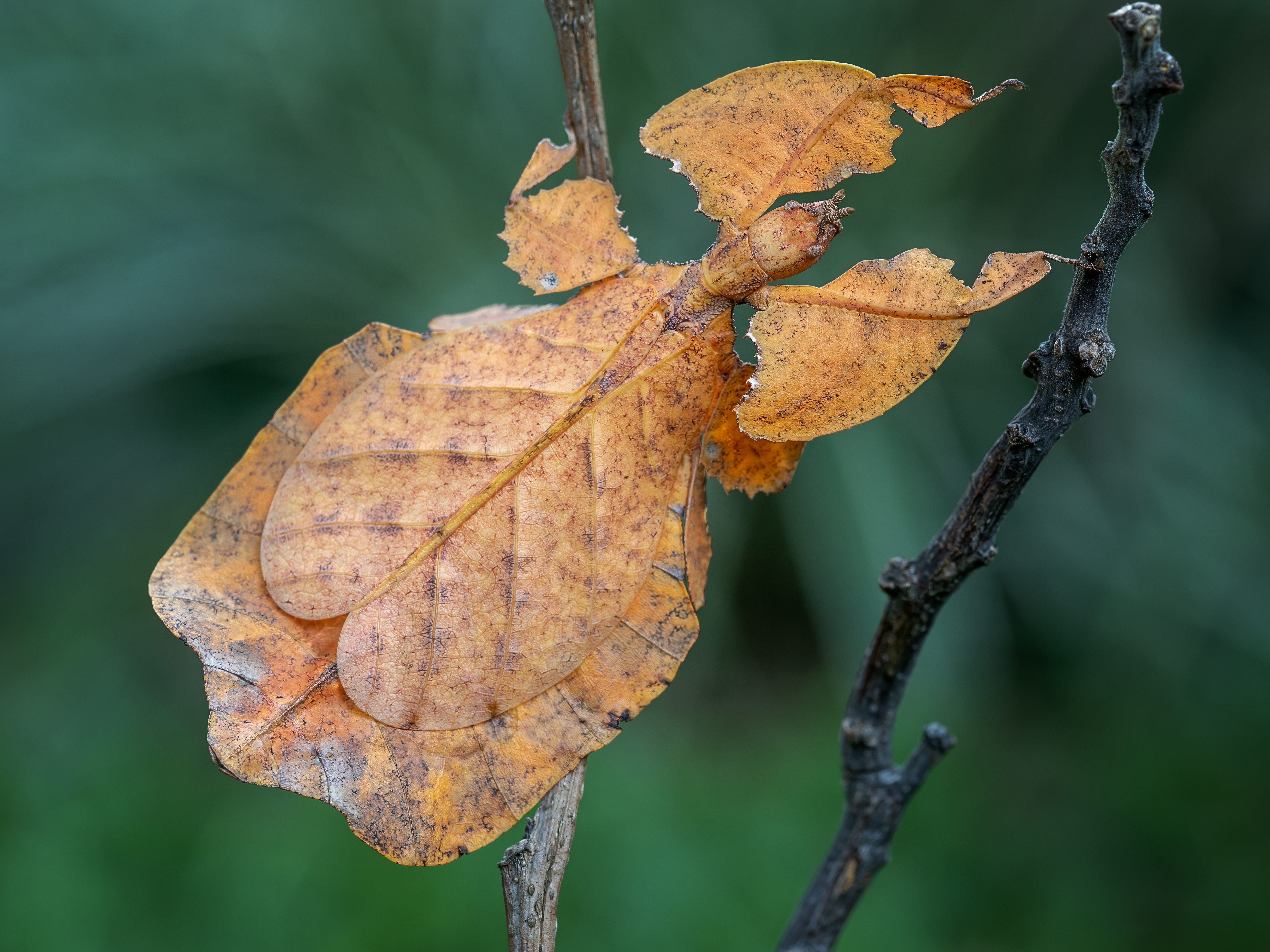 This leaf has legs and it knows how to use them