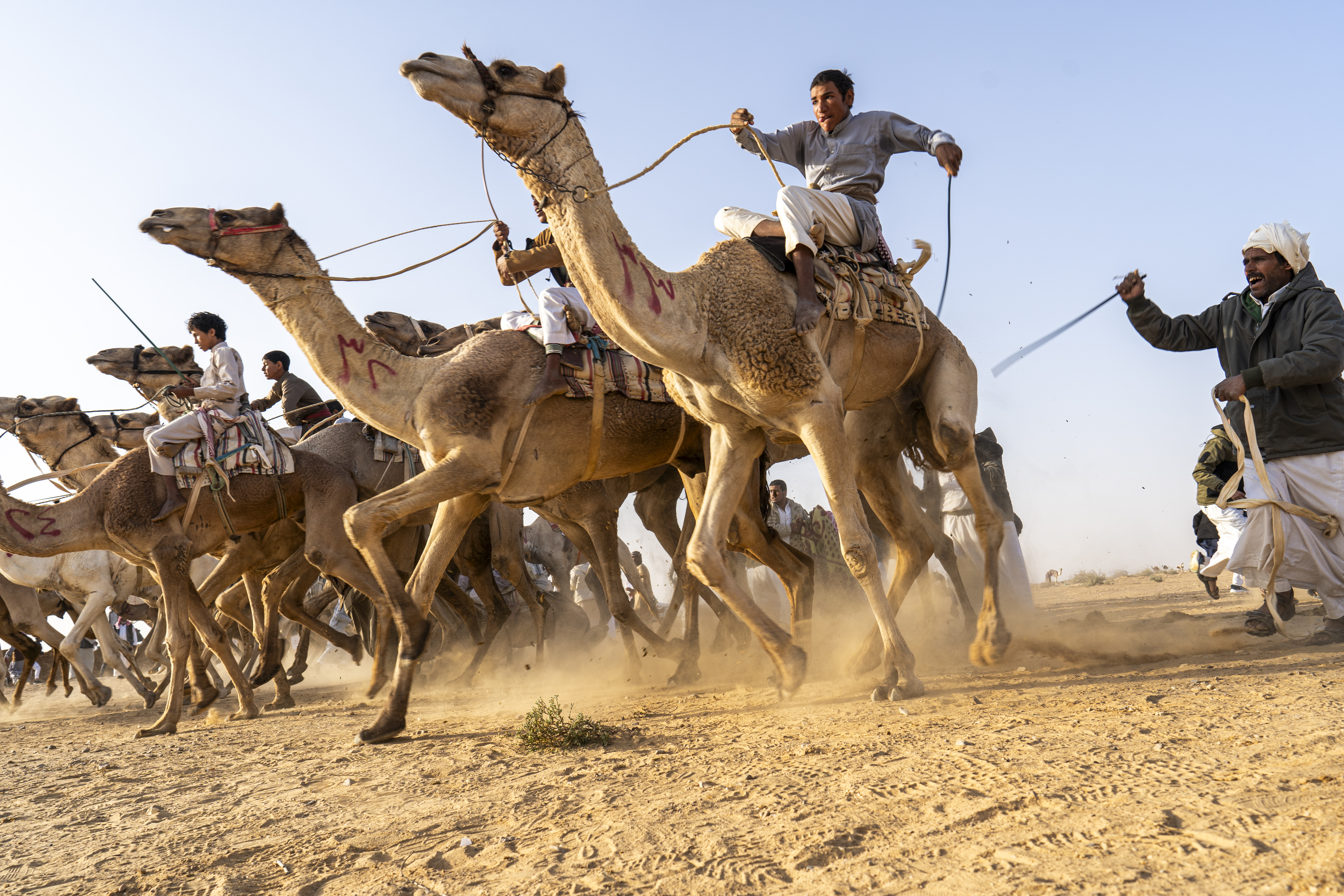 Annual Al-Ser Camel Race In Central Sinai