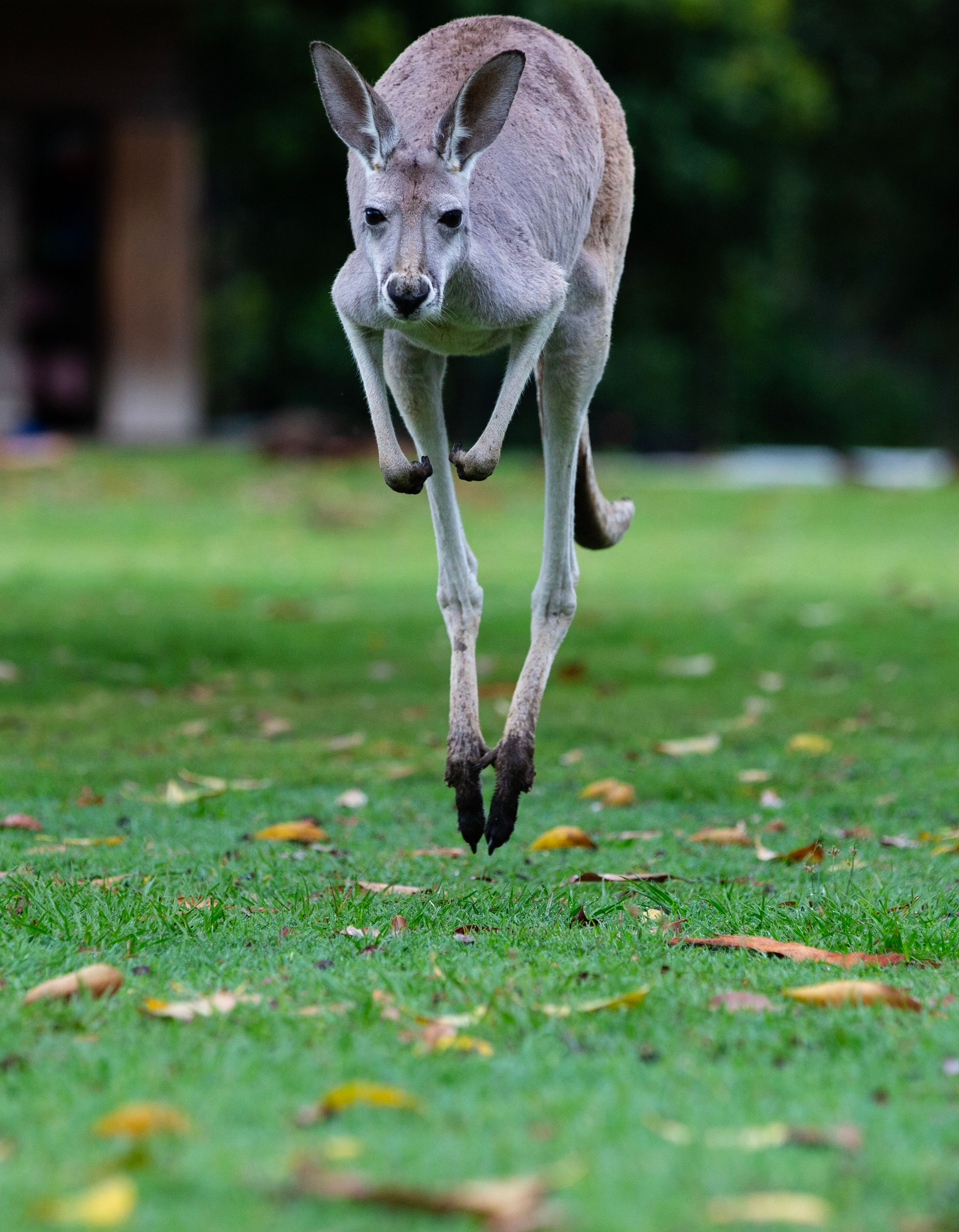 A kangaroo in mid-jump over green grass.