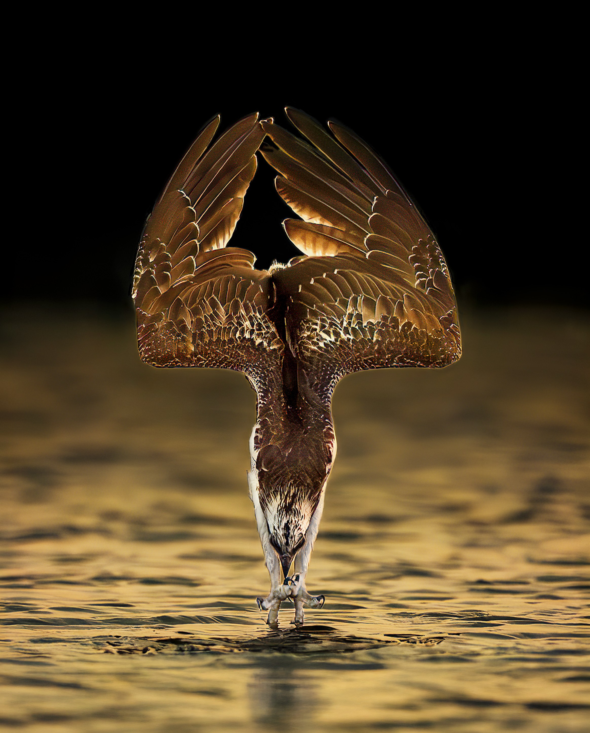 Osprey freezes time in perfect golden-hour dive