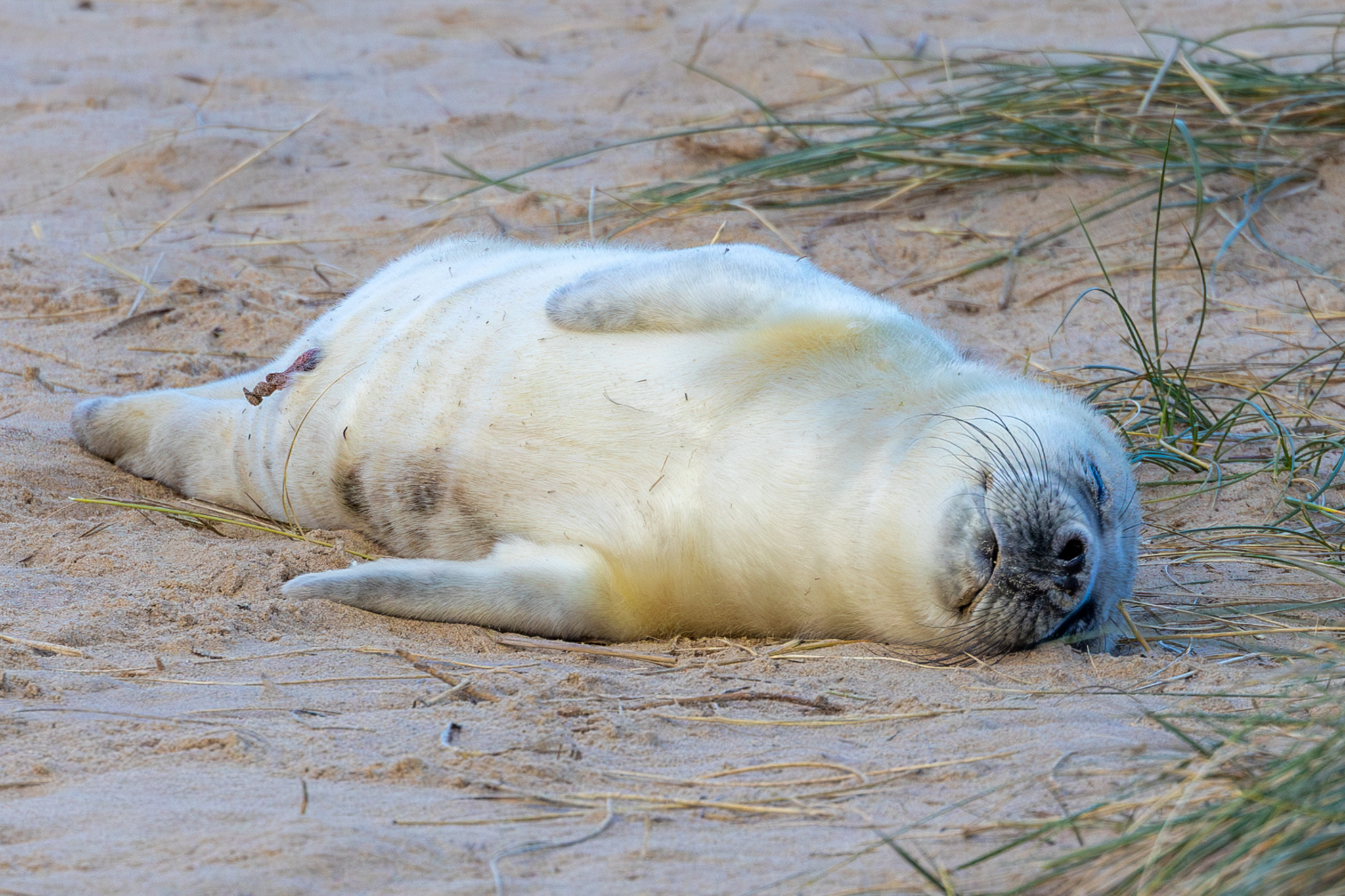 A seal pup lies on its back in the sand with its flippers tucked in.