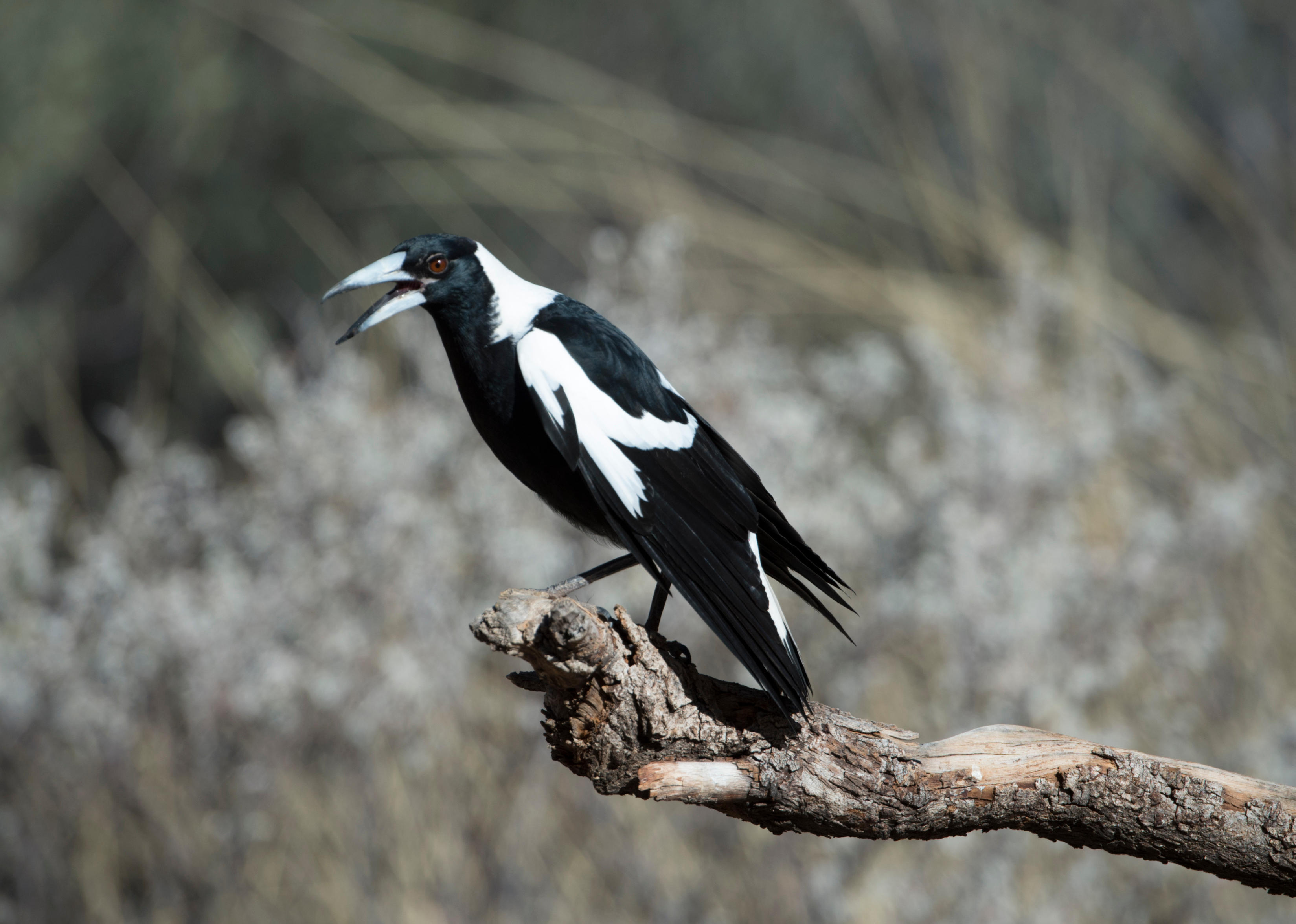 Australian Magpie with an open beak on a branch.