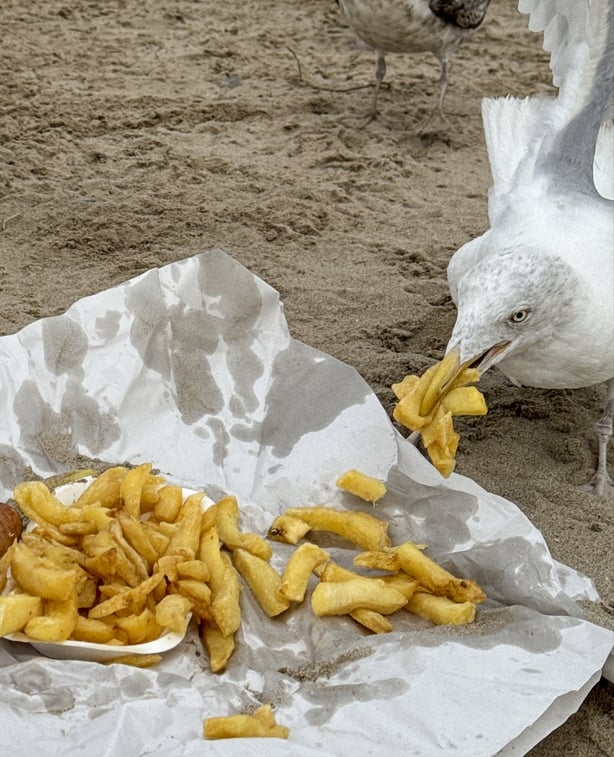 Stock photo showing an open greaseproof paper full of chipped being eaten by a seagull