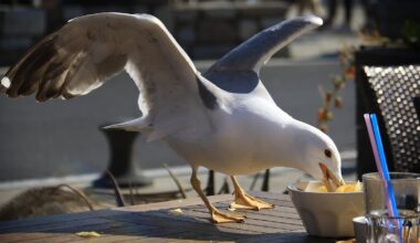 Shouting at seagulls may stop them stealing food