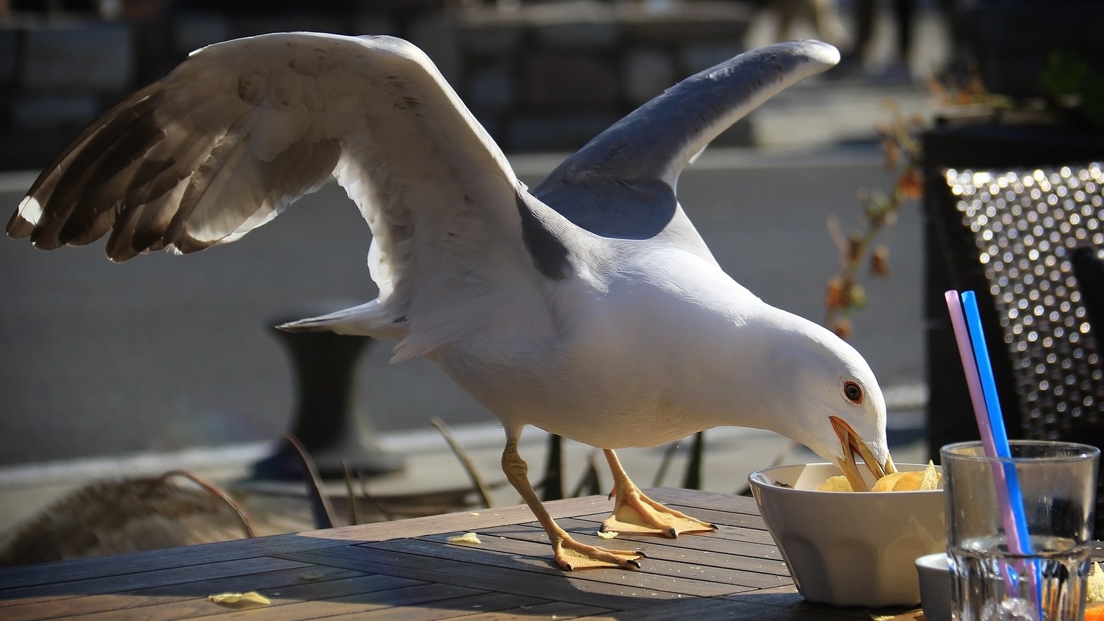 Shouting at seagulls may stop them stealing food