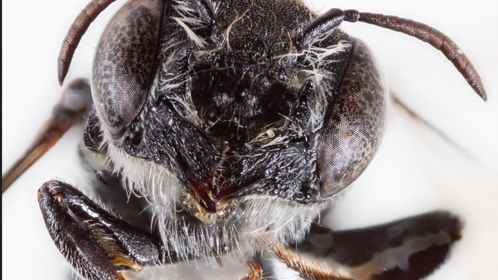 Devil in the beetails: new 'lucifer' bee discovered