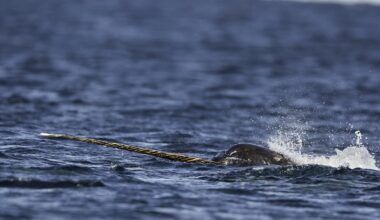 Narwhal carcass found in 'remarkable' Donegal stranding