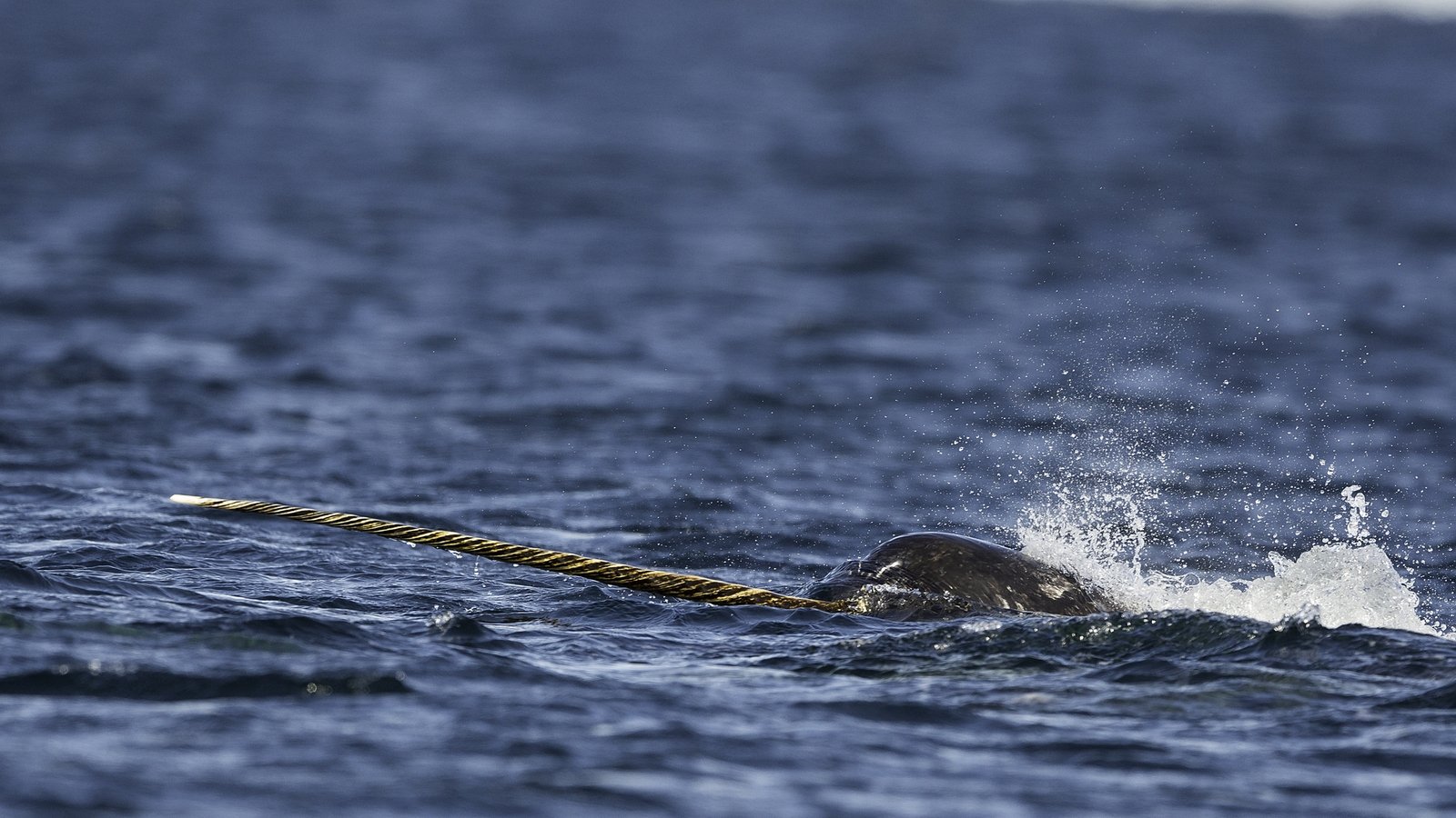 Narwhal carcass found in 'remarkable' Donegal stranding
