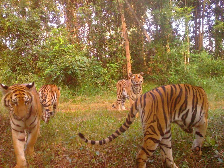 Tiger cubs, around 13–14 months old, in Thap Lan National Park in November 2024.