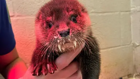 RSPCA West Hatch Iris the otter is being held by a carer. She has milk on her whiskers and is being held under a red light.  There is a white wall behind her.